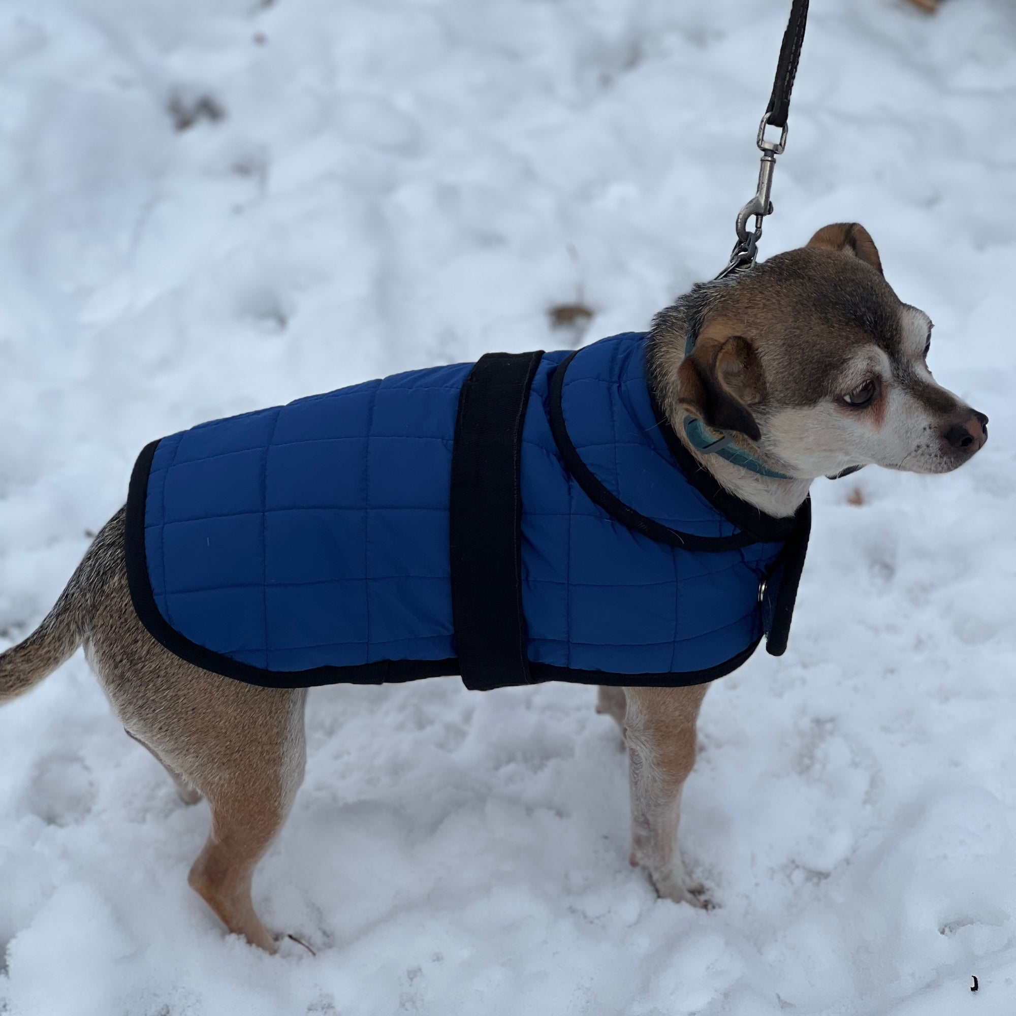 Merchant & Mills, The Barka Dog Coat PDF Pattern