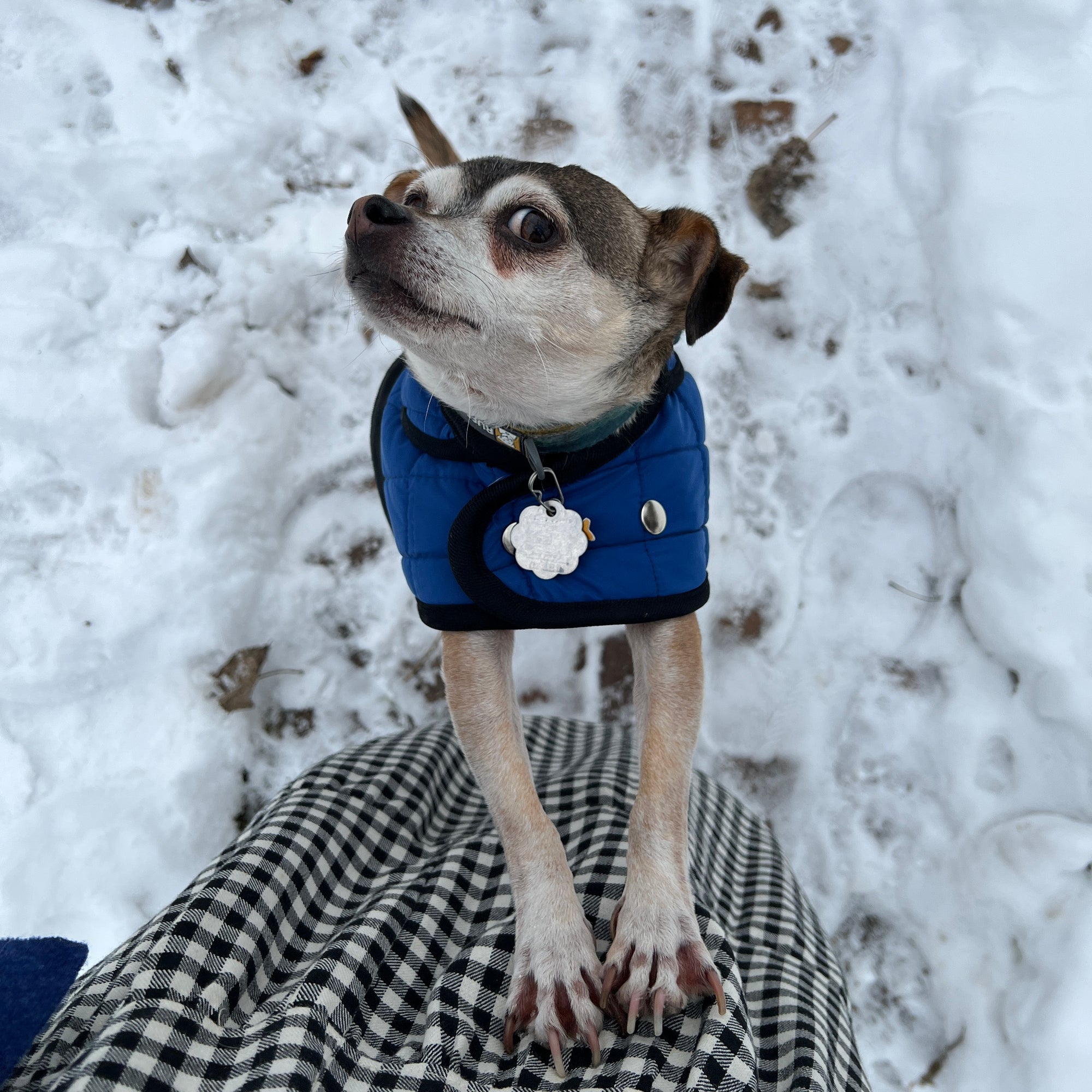 Merchant & Mills, The Barka Dog Coat PDF Pattern