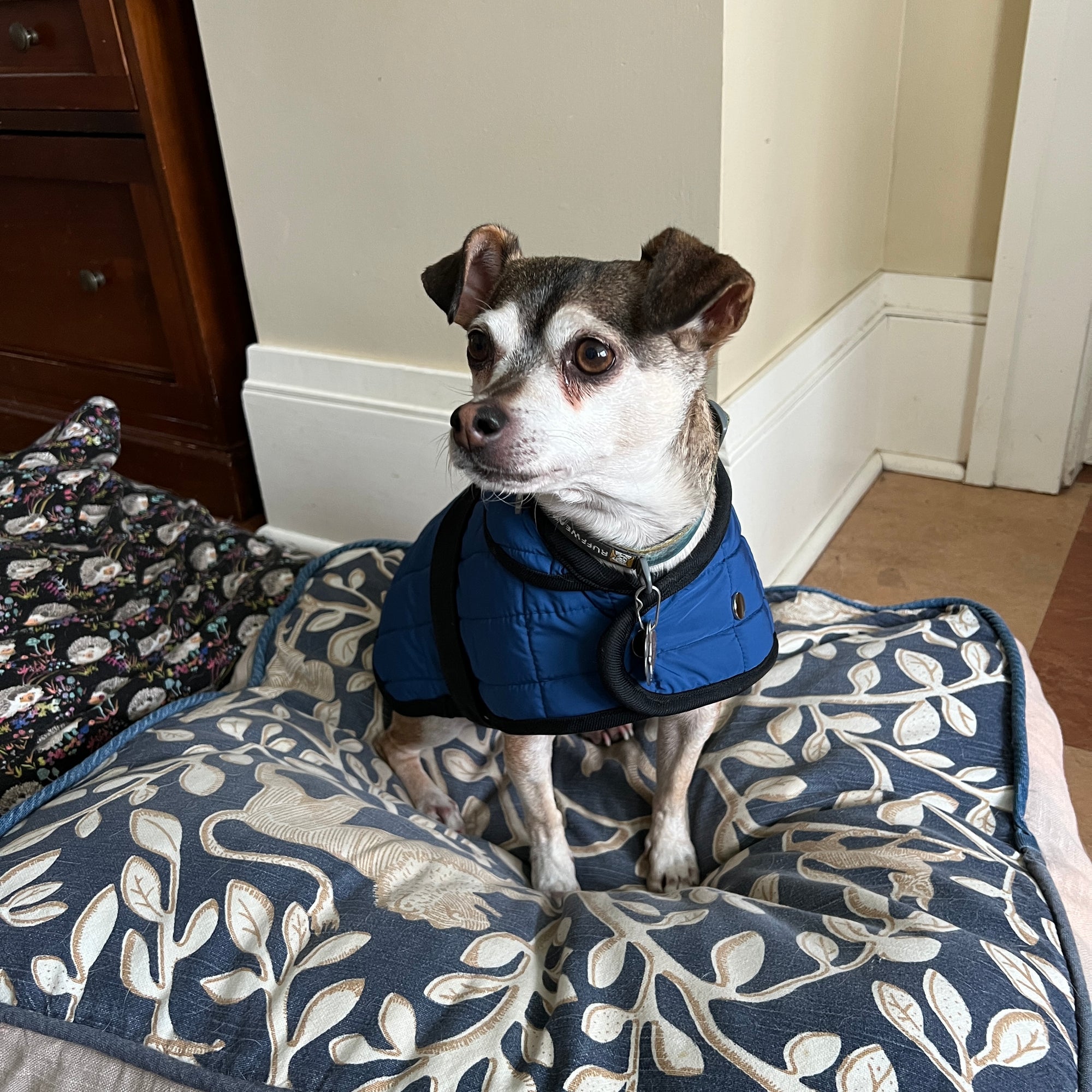 Merchant & Mills, The Barka Dog Coat PDF Pattern