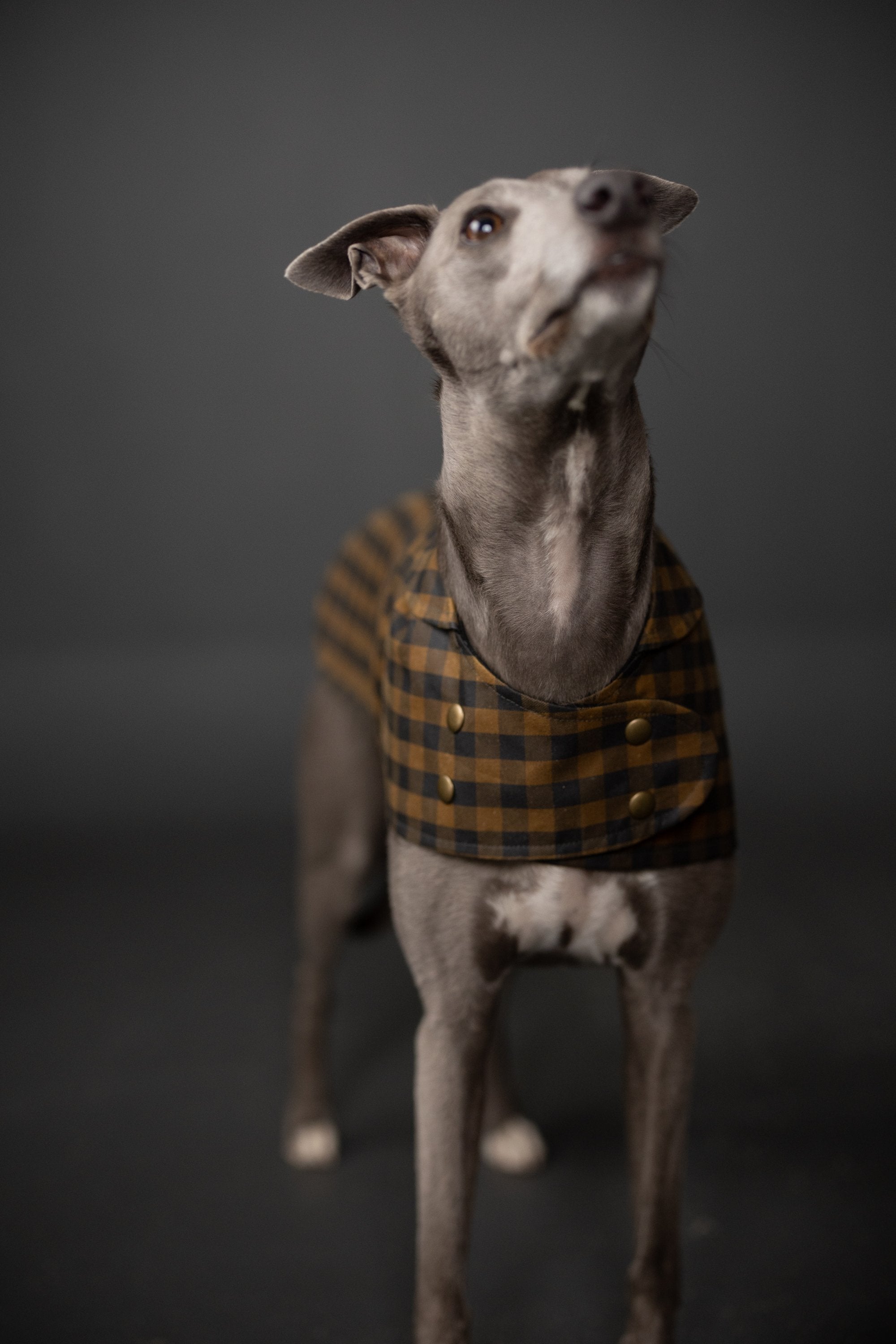 Merchant & Mills, The Barka Dog Coat PDF Pattern