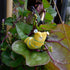 Sew your own Lakes Makerie Slug